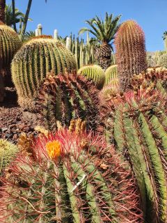 2020-10-GC-Cactualdea-PM-NN-26.jpg
